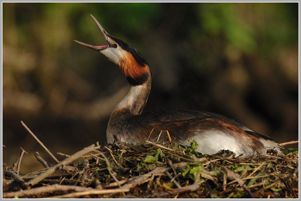 Haubentaucher (Podiceps cristatus)