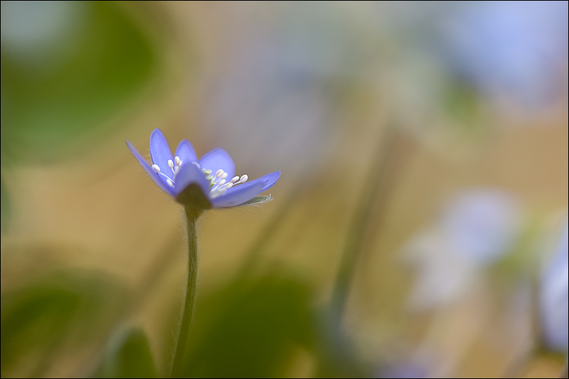 hepatica nobilis