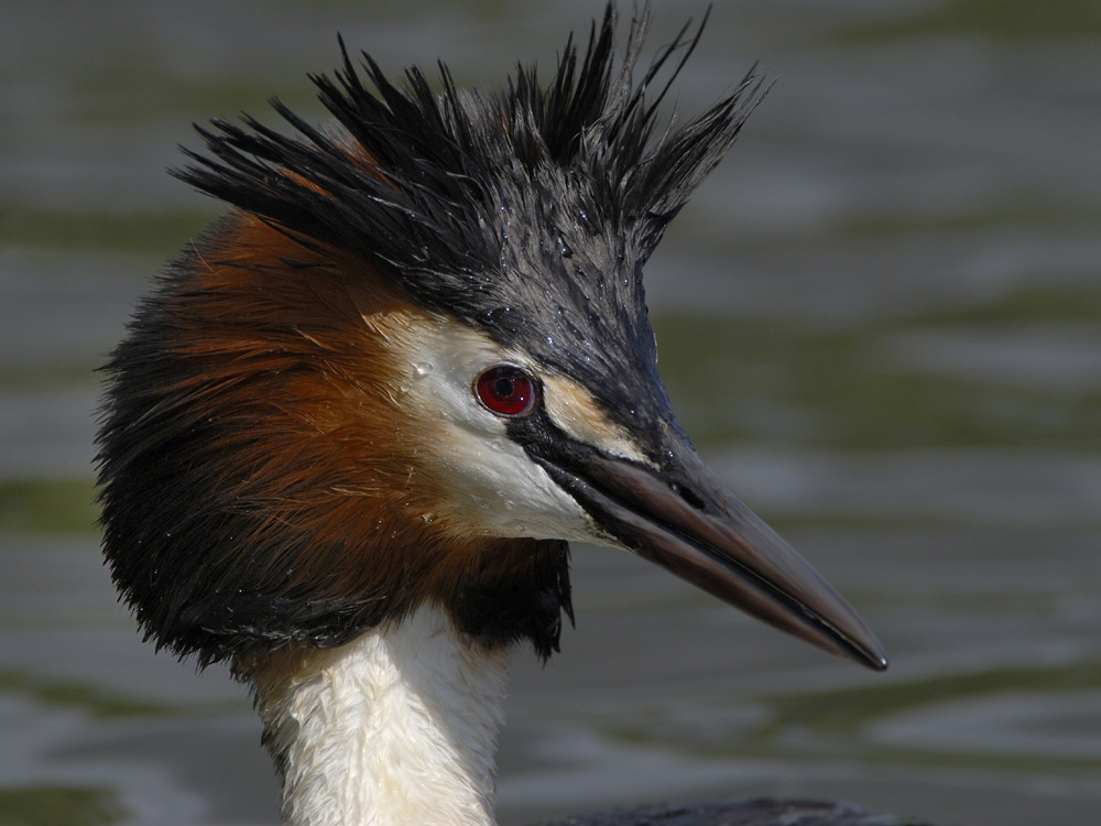 ND Haubentaucher - Portrait