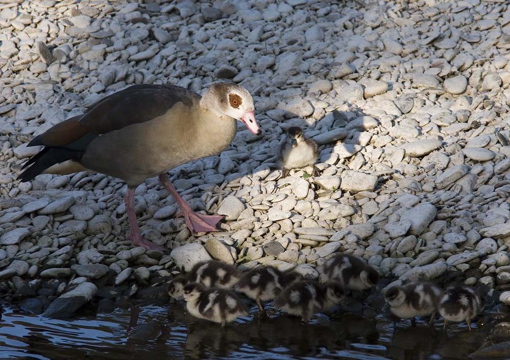 Nilgänse am Wupperufer (ND)