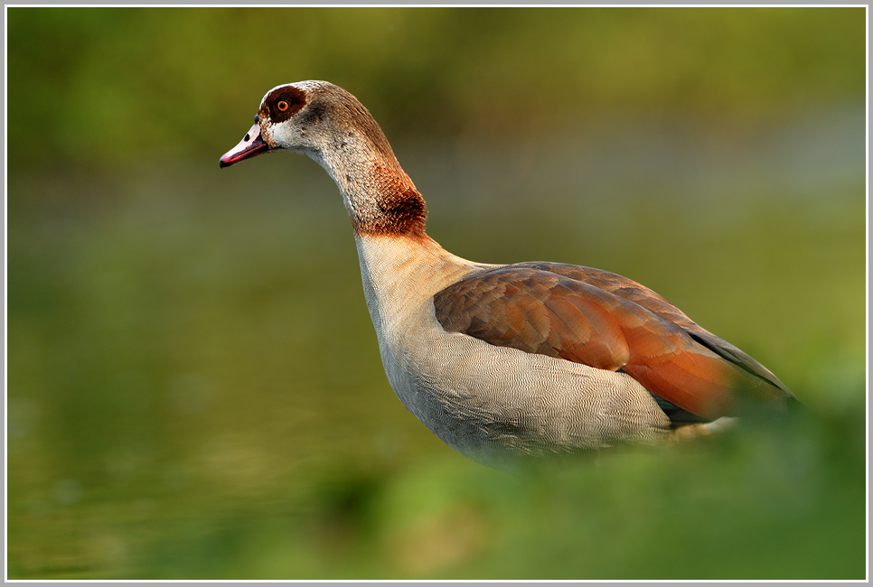 Nilgans