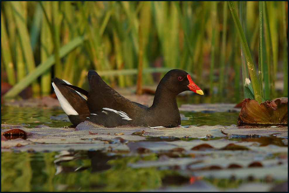 Teichhuhn (Gallinula chloropus)