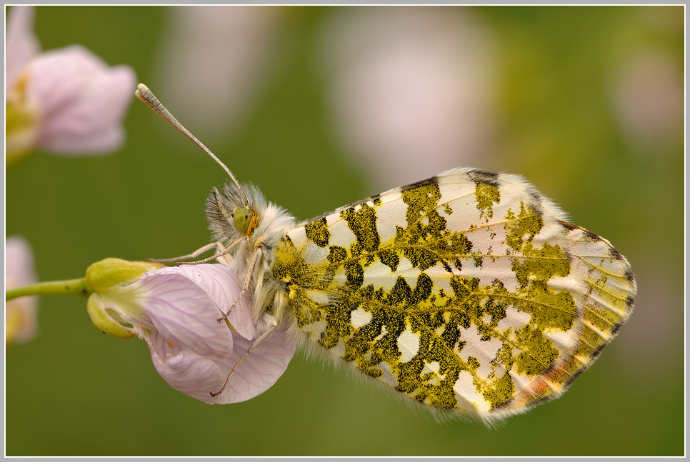 Aurorafalter (Anthocaris cardamines)