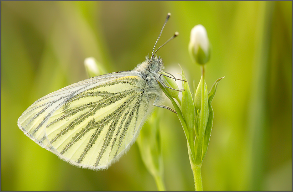 Rapsweißling (Pieris napi)