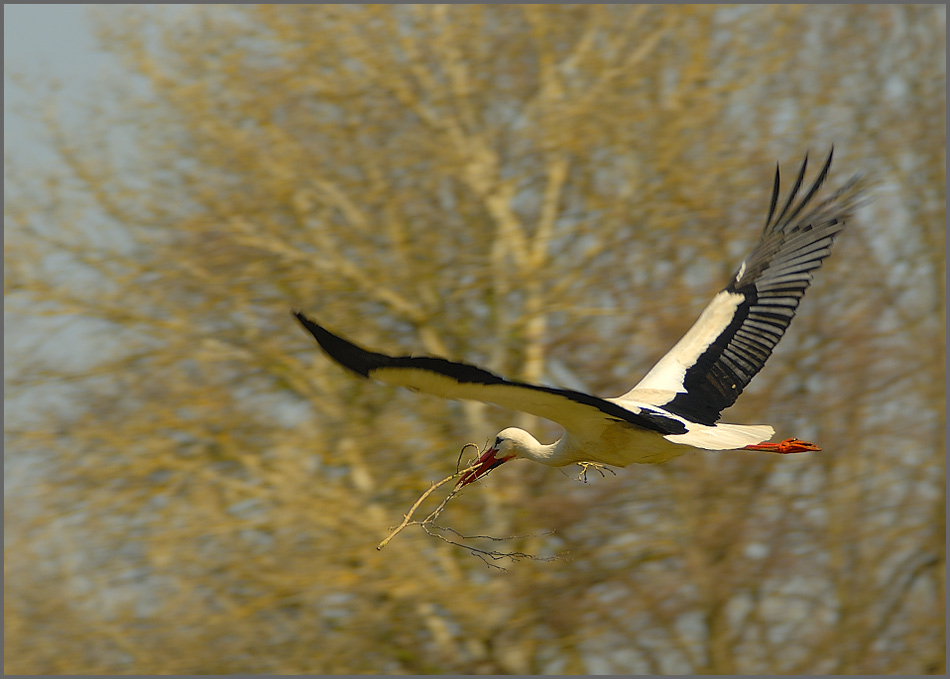 Heimflug ND