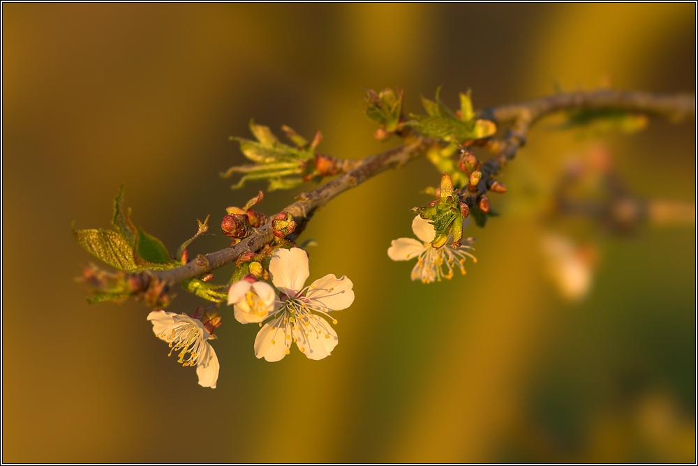 Kirsche oder Apfel?