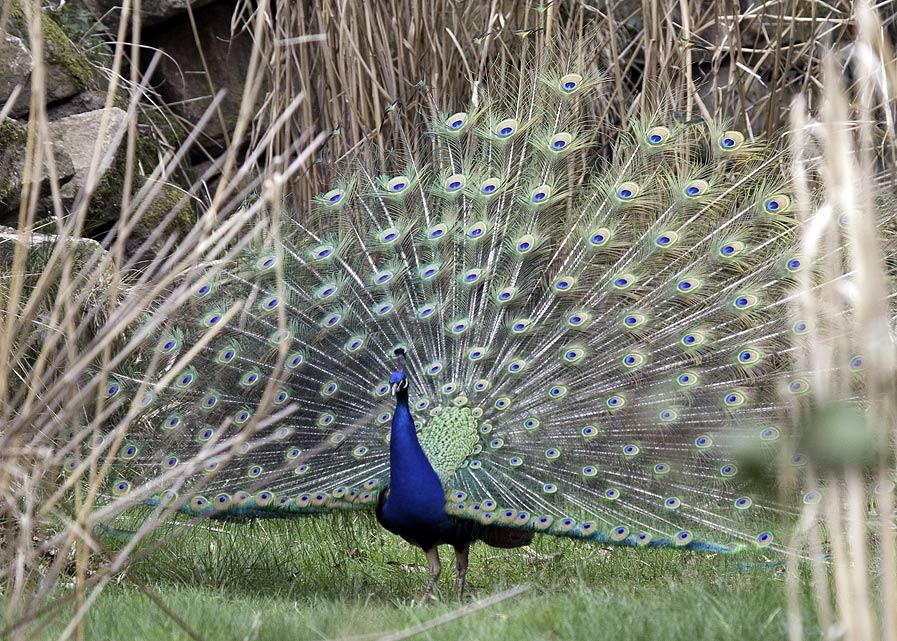 Pfau ZO