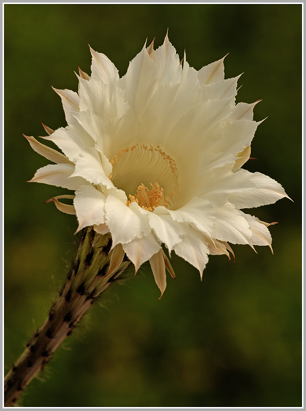 Echinopsis spachiana (Kakteee)