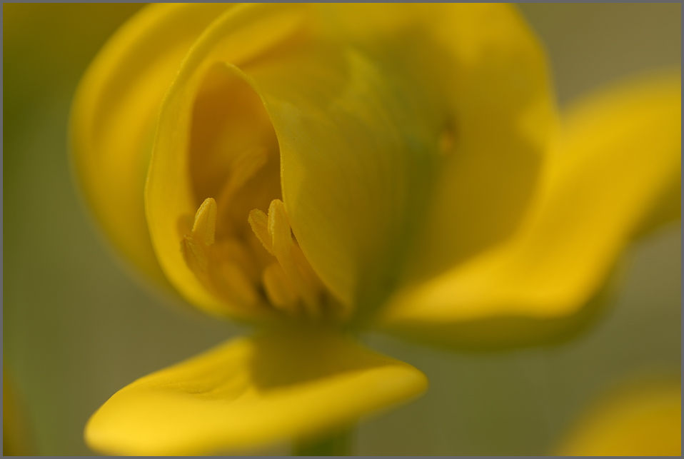 Sumpfdotterblume ND