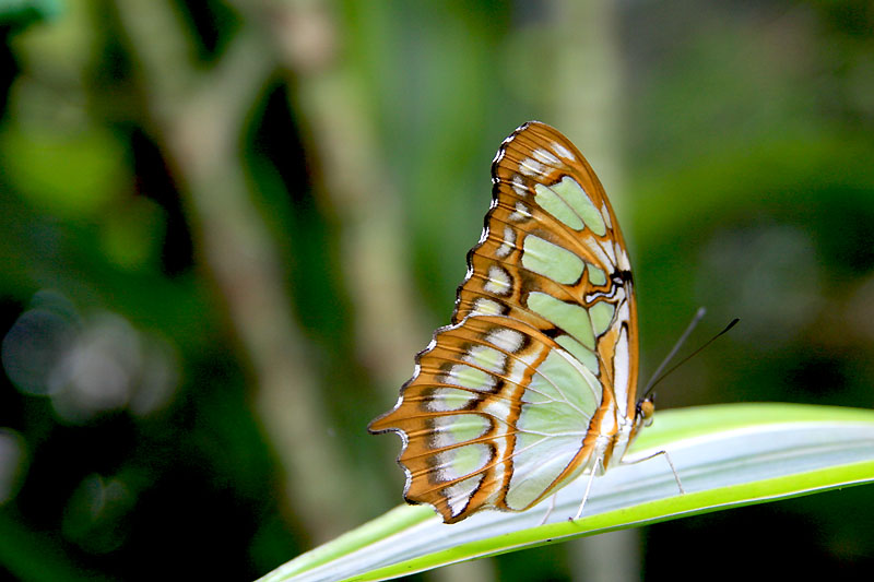 Schmetterling - ZO