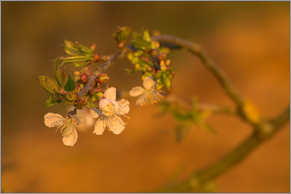 Kirschblüte