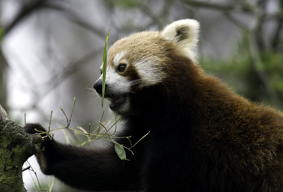 Kleiner Panda, ZO