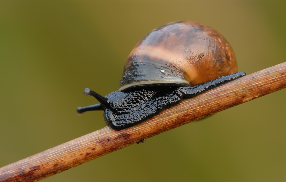 Schnecke