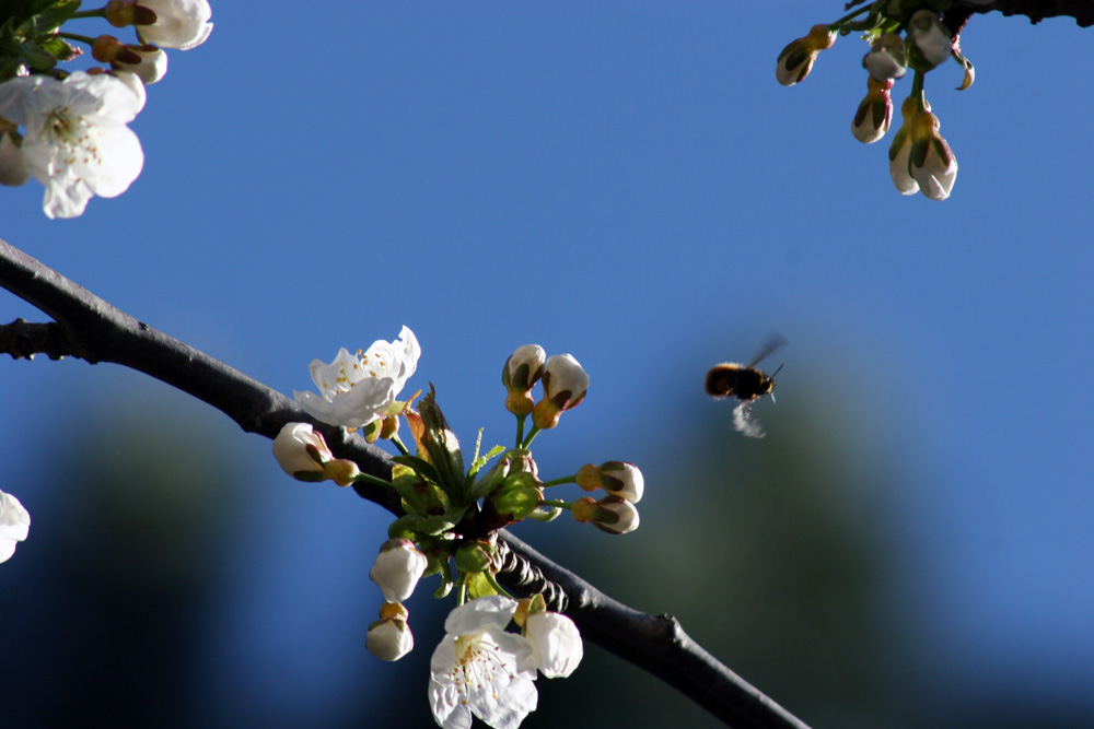 Frühling