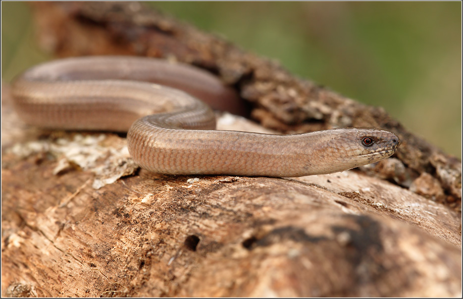 Blindschleiche(Anguis fragilis)