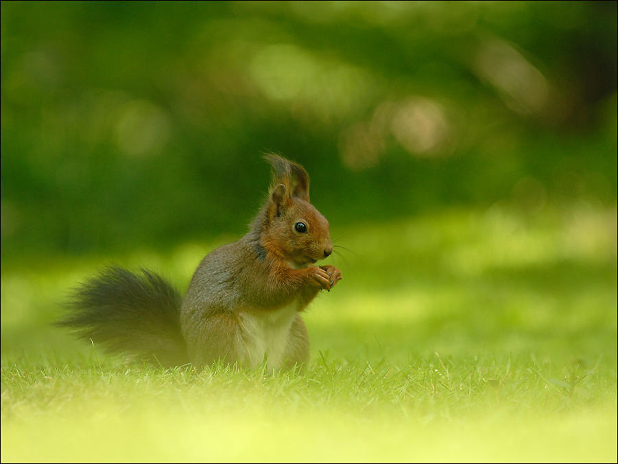 Eichhörnchen (Sciurus vulgaris)