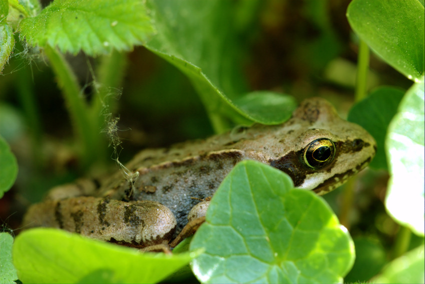 Grasfrosch ND