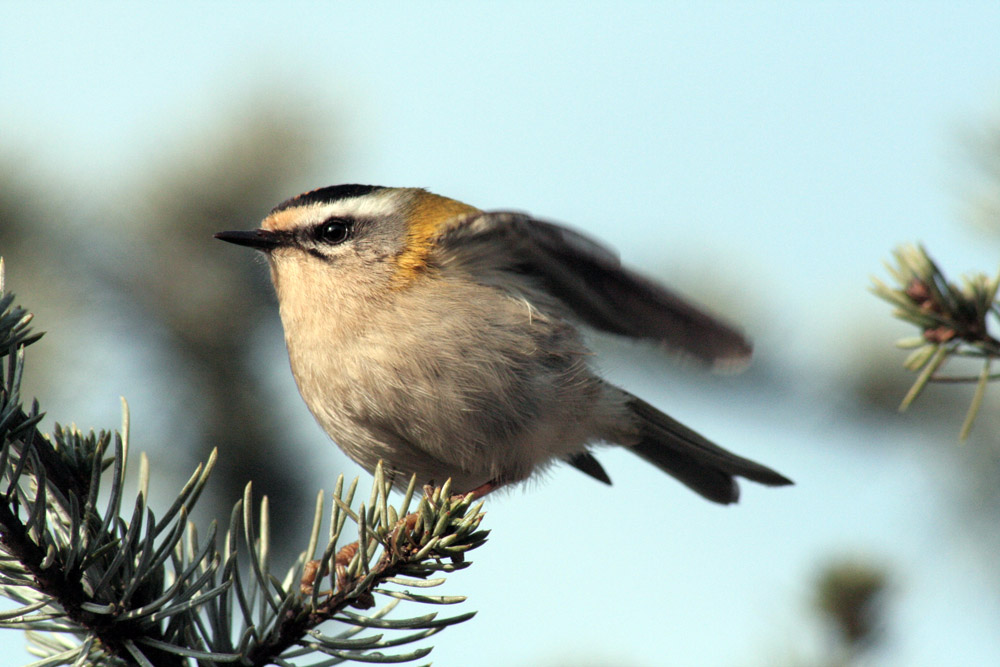 Sommergoldhähnchen ND