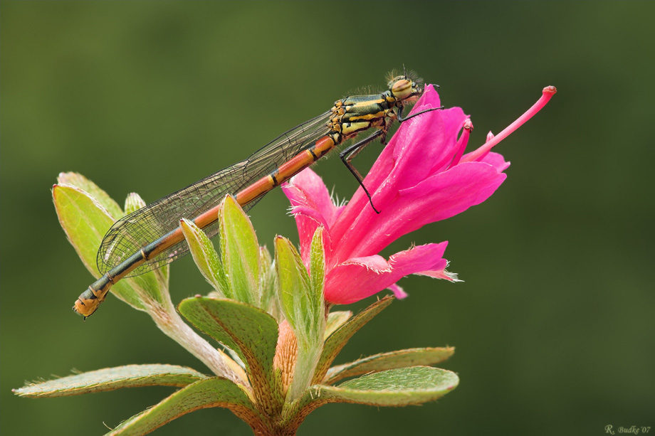 Die erste Libelle aus meinem Garten.