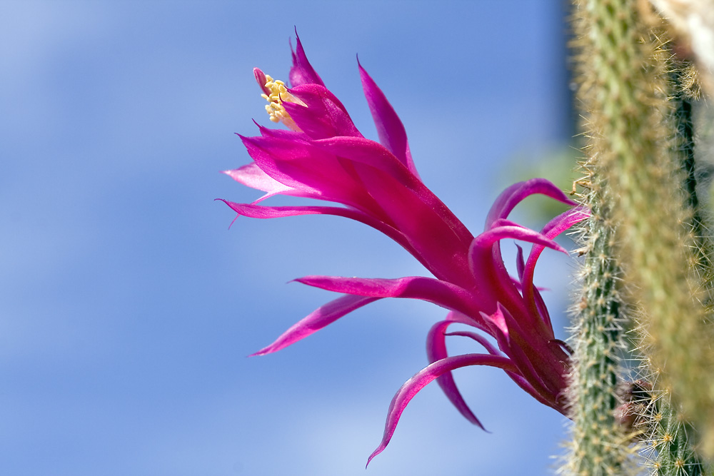 Schlangenkaktusblüte