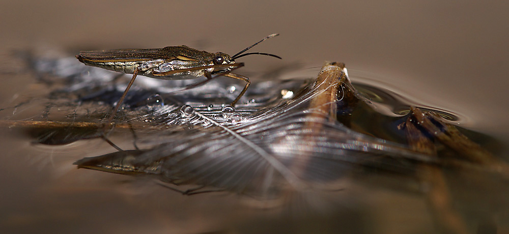 Wasserläufer (Gerris spec) und Feder
