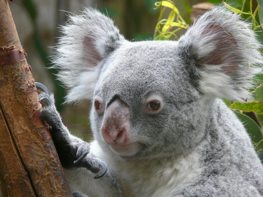 Koala Zo