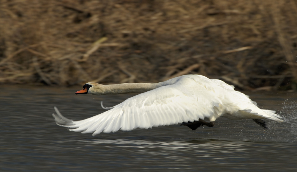 ND Höckerschwan