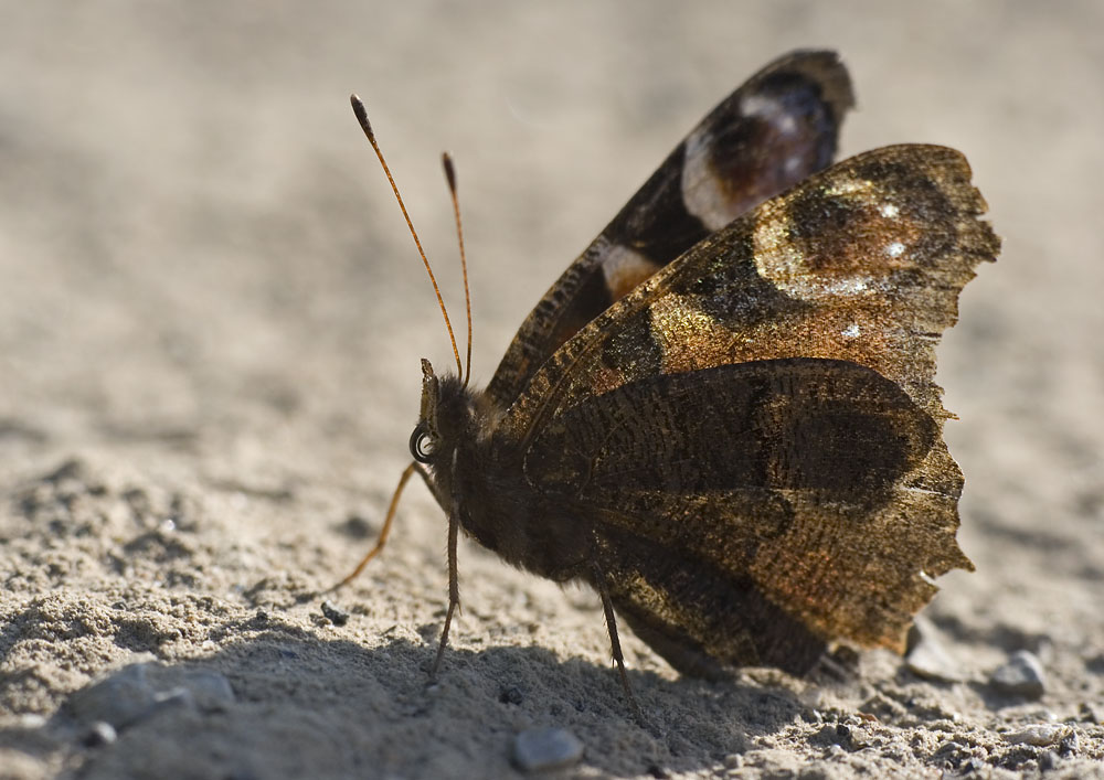 Tagpfauenauge auf einem Feldweg (ND)