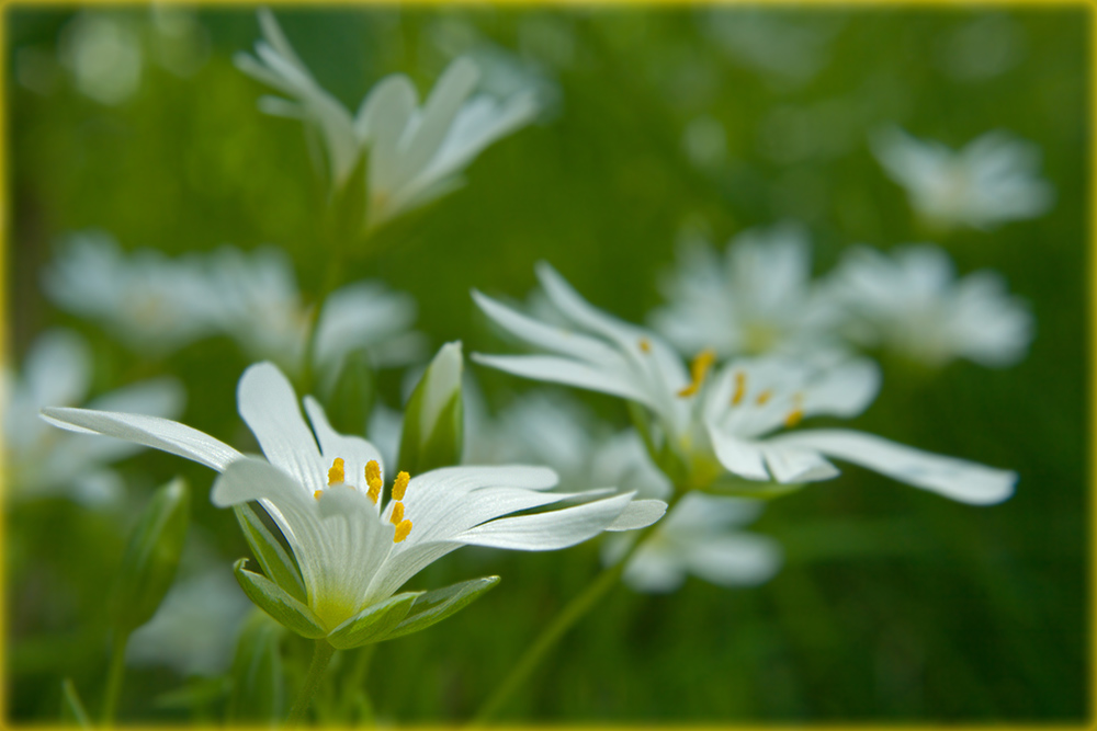*stellaria holostea*