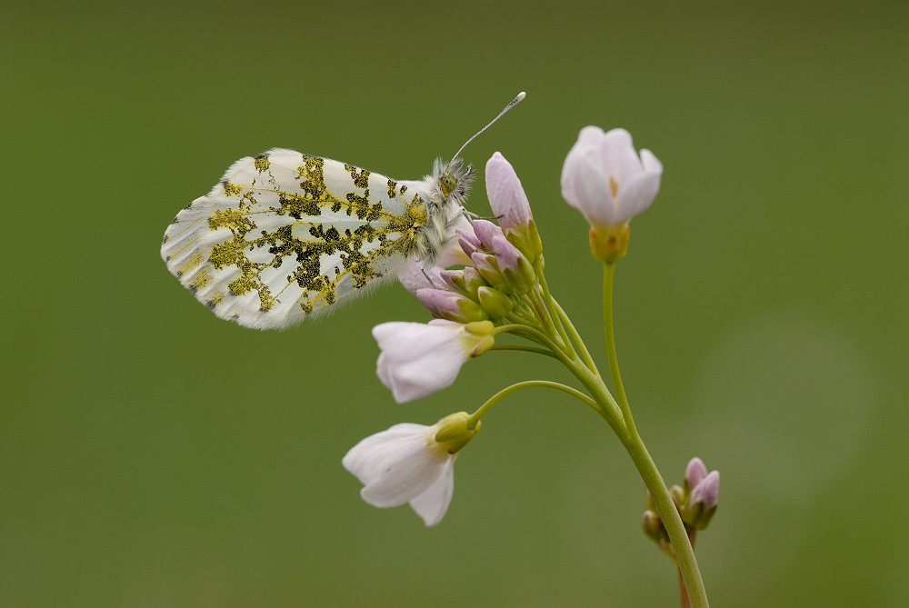 Aurorafalter (Anthocaris cardamines)