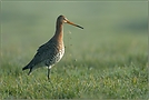 Uferschnepfe *Limosa limosa* [ND]