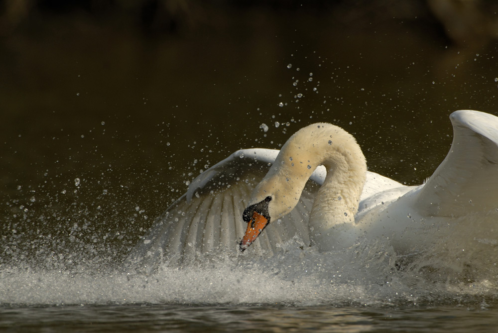 ND Höckerschwan