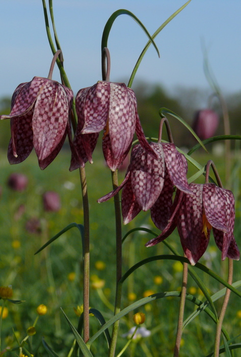 Schachblumen ND: