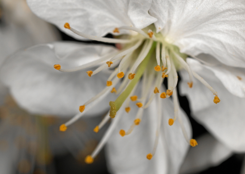 Kirschblüte (ND)