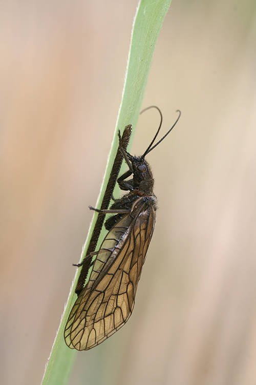 Schlammfliege bei der Eiablage (ND)