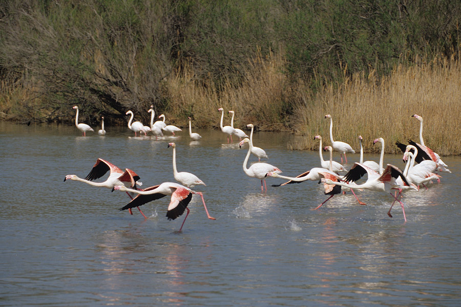 startende Flamingos ND