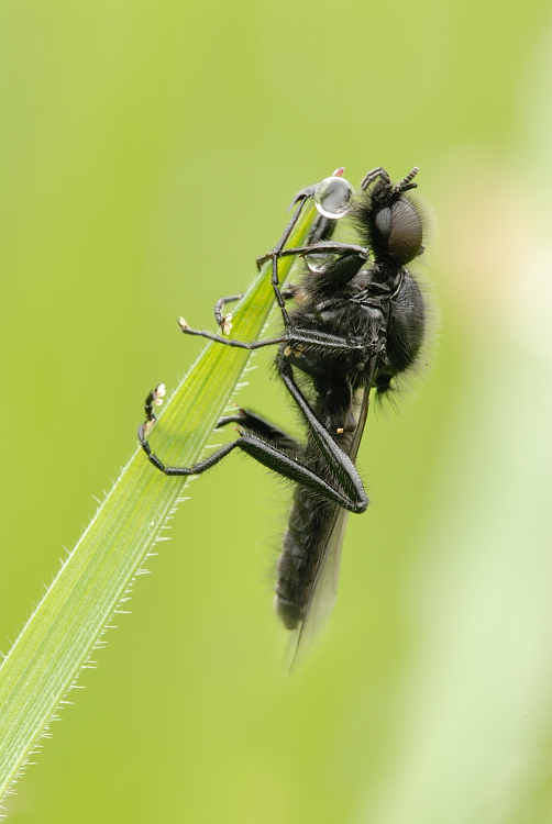 Märzfliege