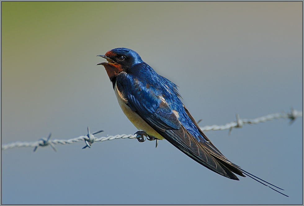 Rauchschwalbe *Hirundo rustica* [ND]