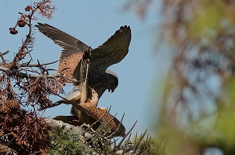 ND Turmfalken bei der Paarung