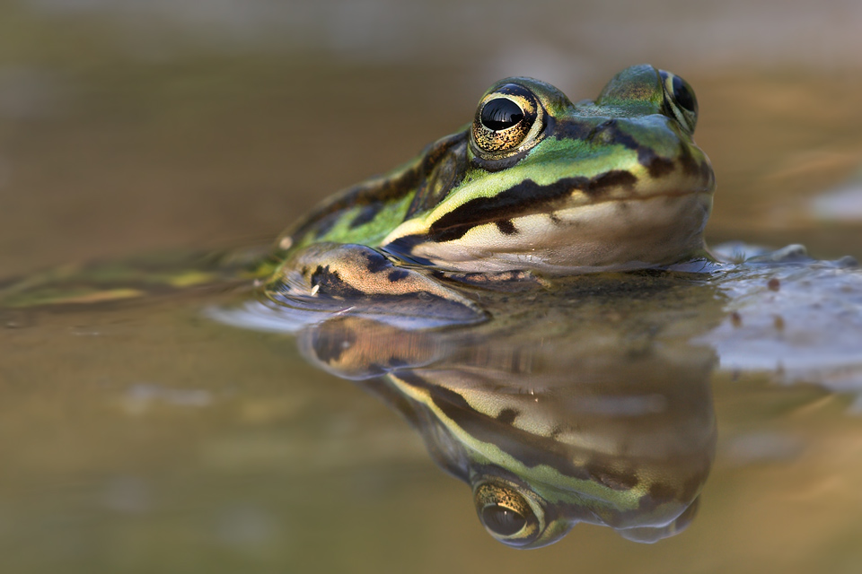 Teichfrosch (ND)