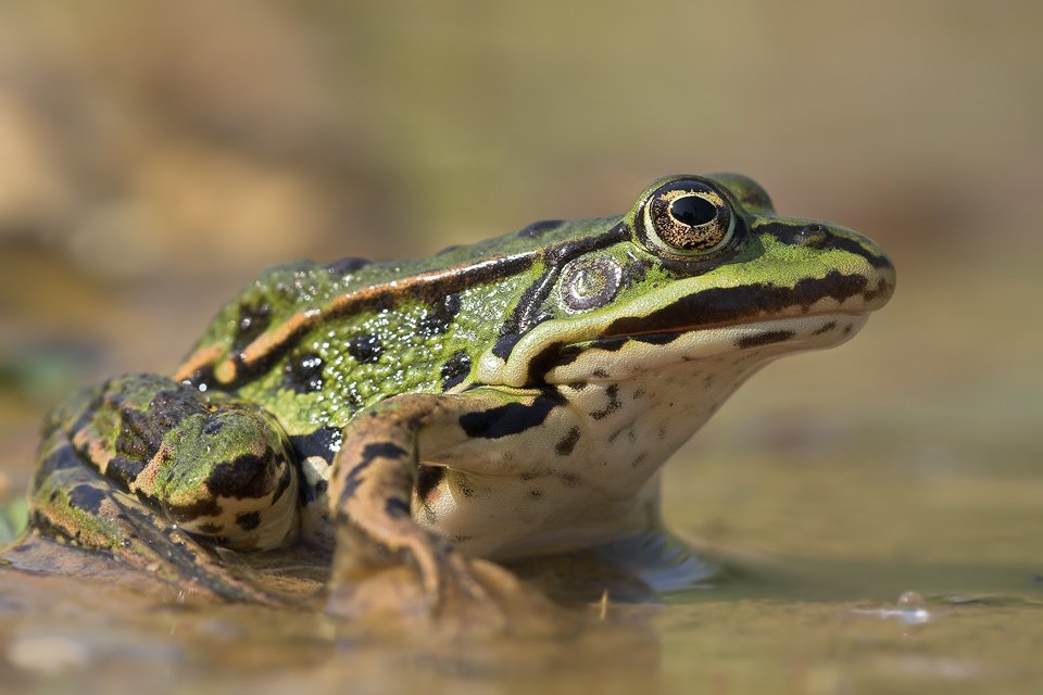 Teichfrosch (ND)