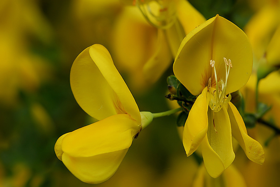 Ginsterblüte ND