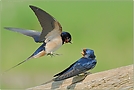 Rauchschwalbe *Hirundo rustica* [ND]