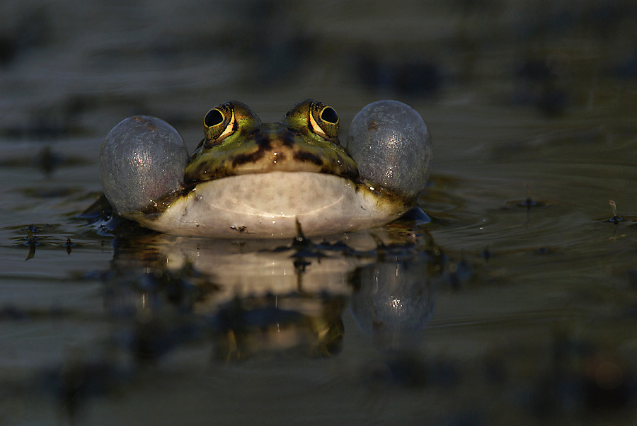 Grünfrosch frontal