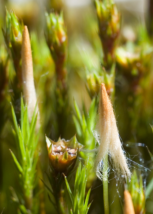 Polytrichium formosum