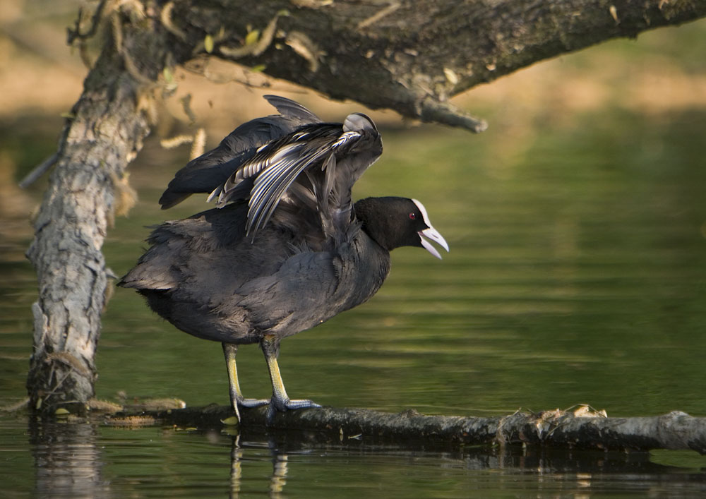 Bläßhuhn lüftet sein Gefieder (ND)