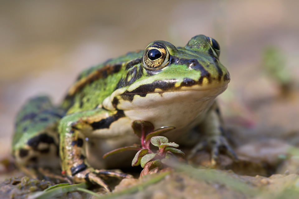 Teichfrosch (ND)