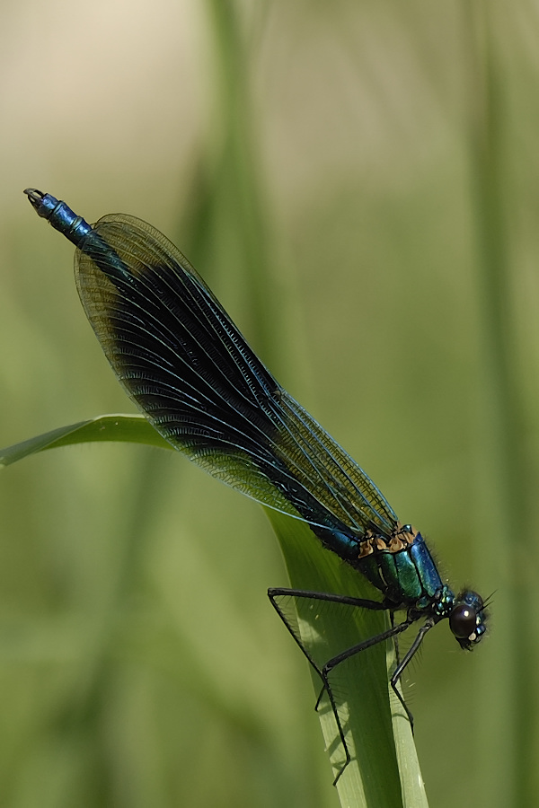 * Calopteryx splendens *