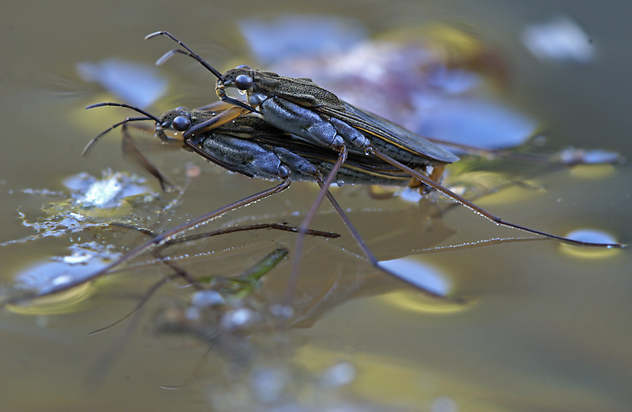 Wasserläuferkopula (Gerris spec)