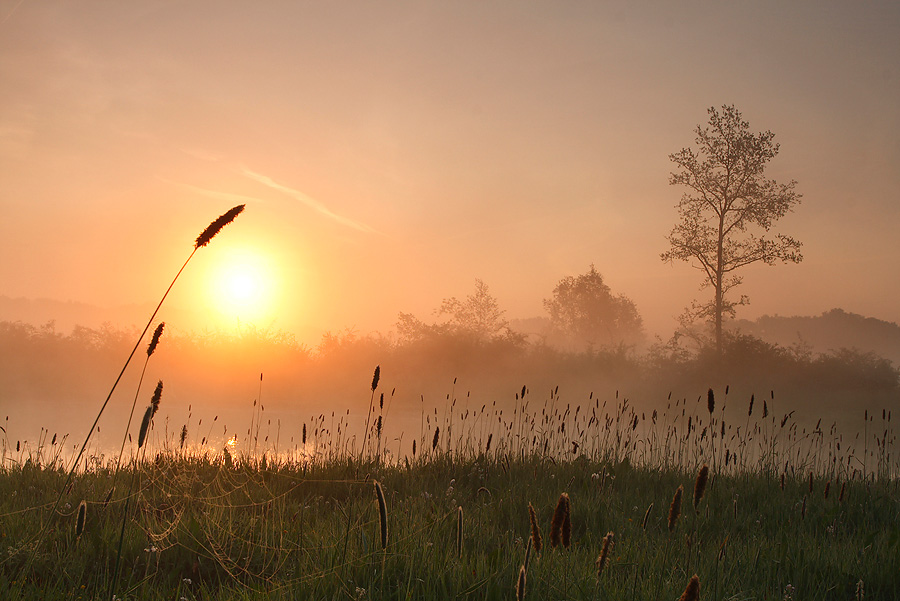 silent spring III ND